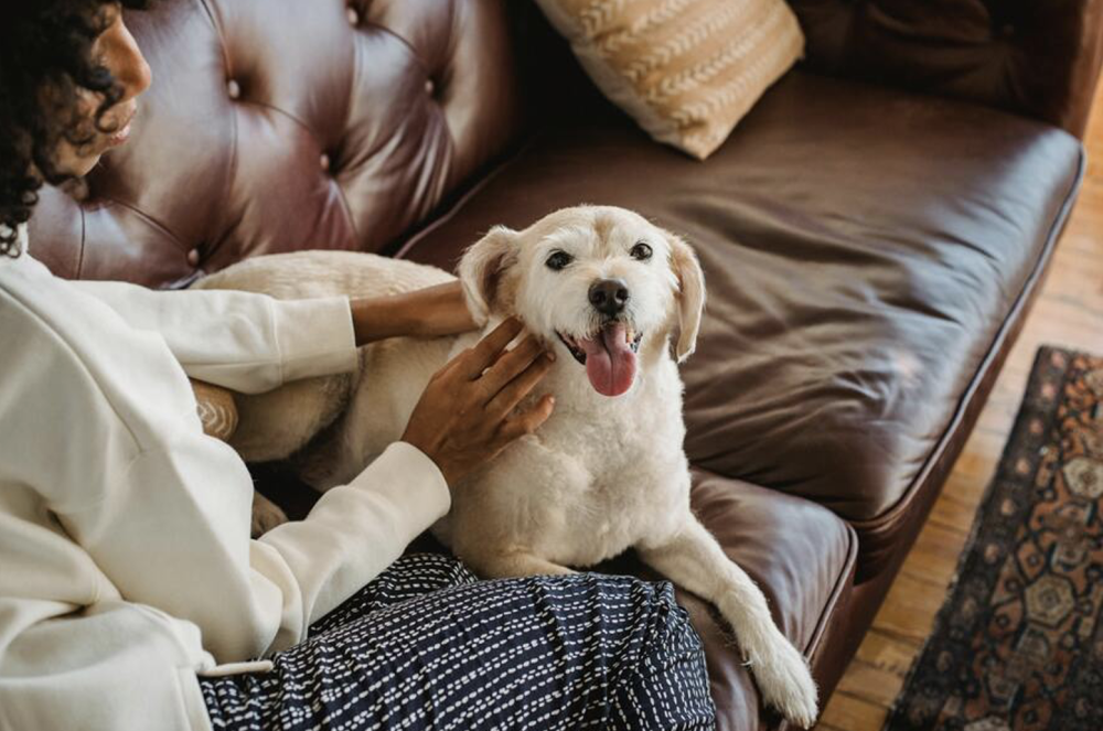 5 Simple Steps to Create a Pet-Friendly Home Interior
